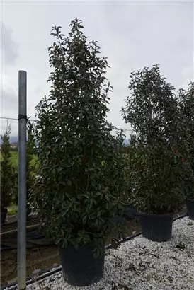 Glanzmispel 'Red Robin' - Photinia fraseri 'Red Robin' - Heckenpflanzen