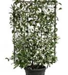 Glanzmispel 'Red Robin' - Photinia fraseri 'Red Robin' - Formgehölze