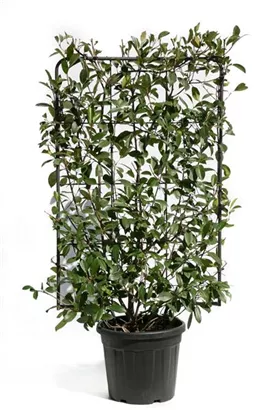 Glanzmispel 'Red Robin' - Photinia fraseri 'Red Robin' - Formgehölze