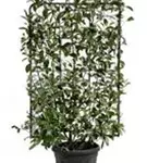 Glanzmispel 'Red Robin' - Photinia fraseri 'Red Robin' - Formgehölze
