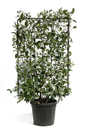 Glanzmispel 'Red Robin' - Photinia fraseri 'Red Robin' - Formgehölze