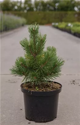 Berg-Kiefer 'Mumpitz' - Pinus mugo 'Mumpitz'