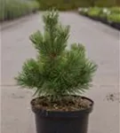 Berg-Kiefer 'Mumpitz' - Pinus mugo 'Mumpitz'