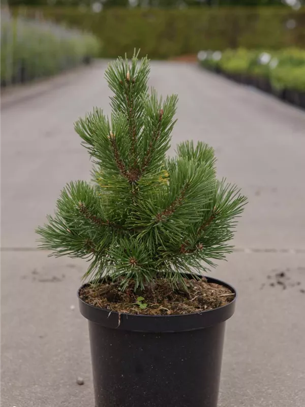 Berg-Kiefer 'Mumpitz' - Pinus mugo 'Mumpitz'