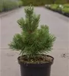 Berg-Kiefer 'Mumpitz' - Pinus mugo 'Mumpitz'