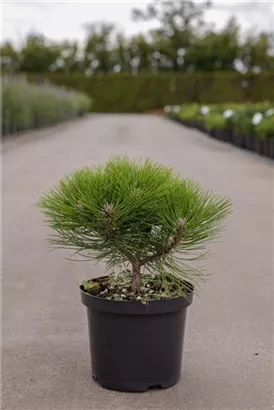 Schwarzkiefer 'Marie Bregeon' -R- - Pinus nigra 'Marie Bregeon' -R-