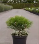 Schwarzkiefer 'Marie Bregeon' -R- - Pinus nigra 'Marie Bregeon' -R-