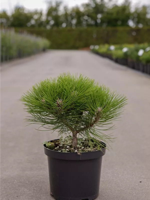 Schwarzkiefer 'Marie Bregeon' -R- - Pinus nigra 'Marie Bregeon' -R-