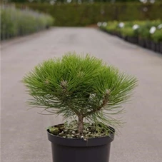 Pinus nigra 'Marie Bregeon' -R-, C 4 20- 25