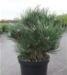 Strauch-Schwarzkiefer - Pinus nigra 'Nana'