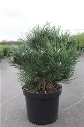 Strauch-Schwarzkiefer - Pinus nigra 'Nana'