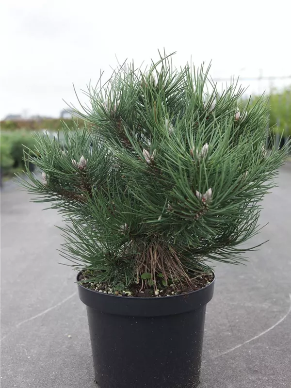 Strauch-Schwarzkiefer - Pinus nigra 'Nana'