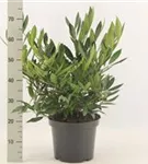 Breitw.Lorbeerkirsche 'Otto Luyken' - Prunus lauroc.'Otto Luyken' Breitw.Lorbeerkirsche 'Otto Luyken' - Prunus lauroc.'Otto Luyken'