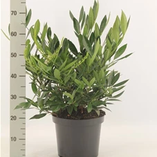 Prunus lauroc.'Otto Luyken', C 7,5 40- 50 Prunus lauroc.'Otto Luyken', C 7,5 40- 50
