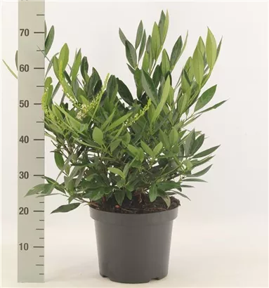 Breitw.Lorbeerkirsche 'Otto Luyken' - Prunus lauroc.'Otto Luyken' Breitw.Lorbeerkirsche 'Otto Luyken' - Prunus lauroc.'Otto Luyken'