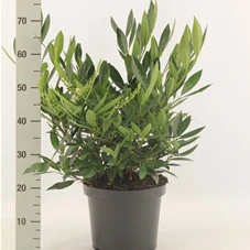 Prunus lauroc.'Otto Luyken', C 7,5 40- 50