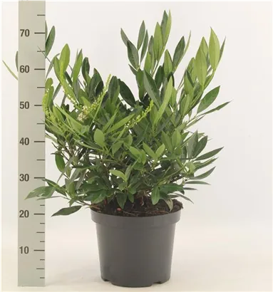 Breitw.Lorbeerkirsche 'Otto Luyken' - Prunus lauroc.'Otto Luyken'