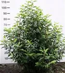 Portug.Lorbeerkirsche 'Angustifolia' - Prunus lusitanica 'Angustifolia' - Heckenpflanzen