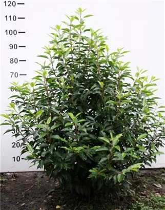 Portug.Lorbeerkirsche 'Angustifolia' - Prunus lusitanica 'Angustifolia' - Heckenpflanzen