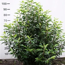 Prunus lusitanica 'Angustifolia' - Heckenpflanzen, mB 80- 100