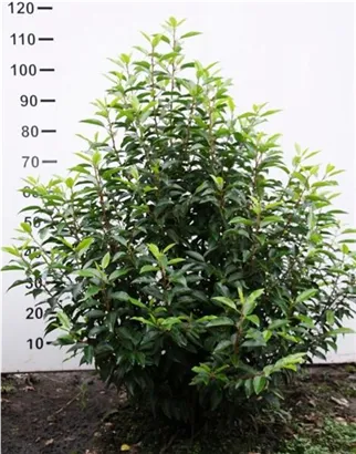 Portug.Lorbeerkirsche 'Angustifolia' - Prunus lusitanica 'Angustifolia' - Heckenpflanzen