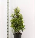 Portug.Lorbeerkirsche 'Angustifolia' - Prunus lusitanica 'Angustifolia' - Heckenpflanzen