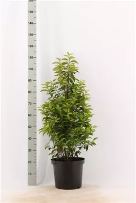 Portug.Lorbeerkirsche 'Angustifolia' - Prunus lusitanica 'Angustifolia' - Heckenpflanzen