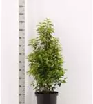 Portug.Lorbeerkirsche 'Angustifolia' - Prunus lusitanica 'Angustifolia' - Heckenpflanzen