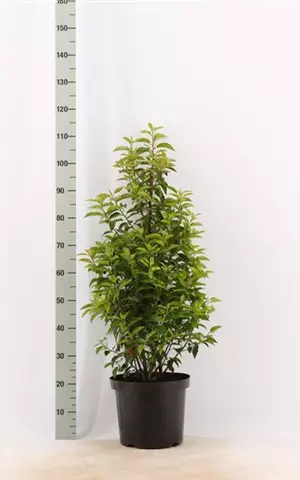 Prunus lusitanica 'Angustifolia' - Heckenpflanzen