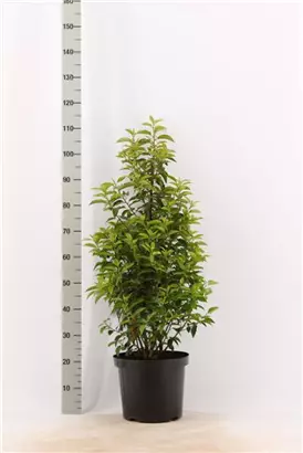 Portug.Lorbeerkirsche 'Angustifolia' - Prunus lusitanica 'Angustifolia' - Heckenpflanzen