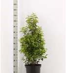Portug.Lorbeerkirsche 'Angustifolia' - Prunus lusitanica 'Angustifolia' - Heckenpflanzen