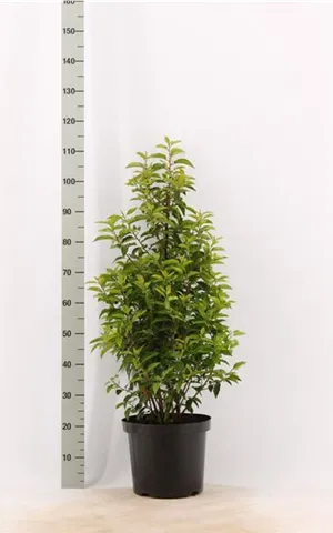 Prunus lusitanica 'Angustifolia' - Heckenpflanzen