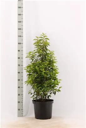 Portug.Lorbeerkirsche 'Angustifolia' - Prunus lusitanica 'Angustifolia' - Heckenpflanzen