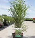 Farnblättriger Faulbaum 'Fine Line' -R- - Rhamnus frangula 'Fine Line' -R-