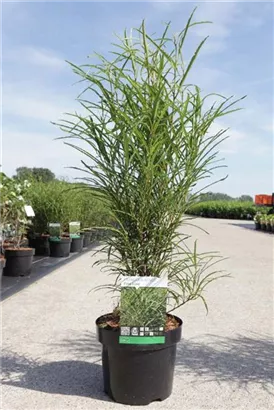 Farnblättriger Faulbaum 'Fine Line' -R- - Rhamnus frangula 'Fine Line' -R-