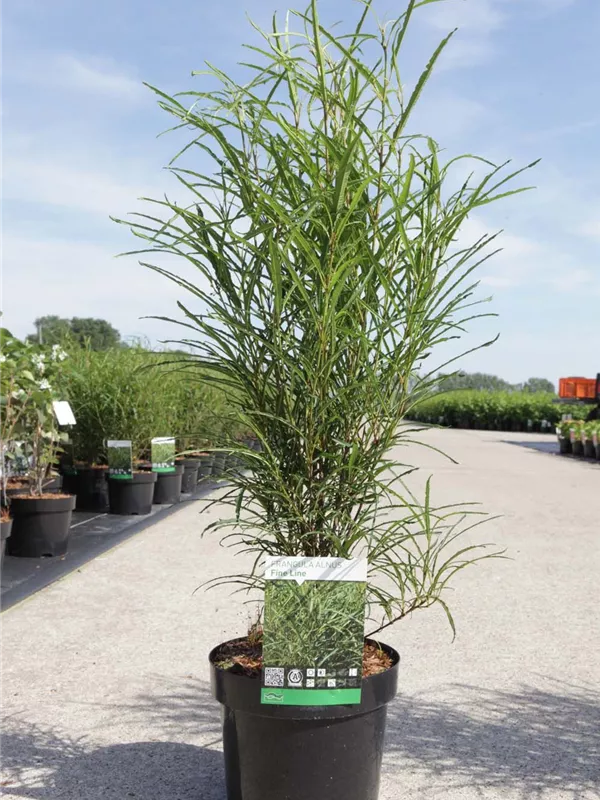 Farnblättriger Faulbaum 'Fine Line' -R- - Rhamnus frangula 'Fine Line' -R-