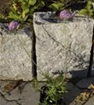 Garten-Tauben-Skabiose - Scabiosa columbaria 'Pink Mist' Garten-Tauben-Skabiose - Scabiosa columbaria 'Pink Mist'