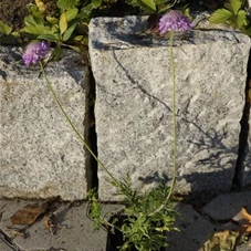 Scabiosa columbaria 'Pink Mist', P 0,5  Scabiosa columbaria 'Pink Mist', P 0,5