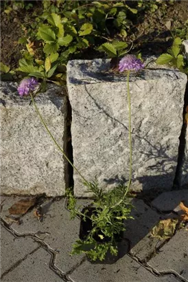 Garten-Tauben-Skabiose - Scabiosa columbaria 'Pink Mist' Garten-Tauben-Skabiose - Scabiosa columbaria 'Pink Mist'