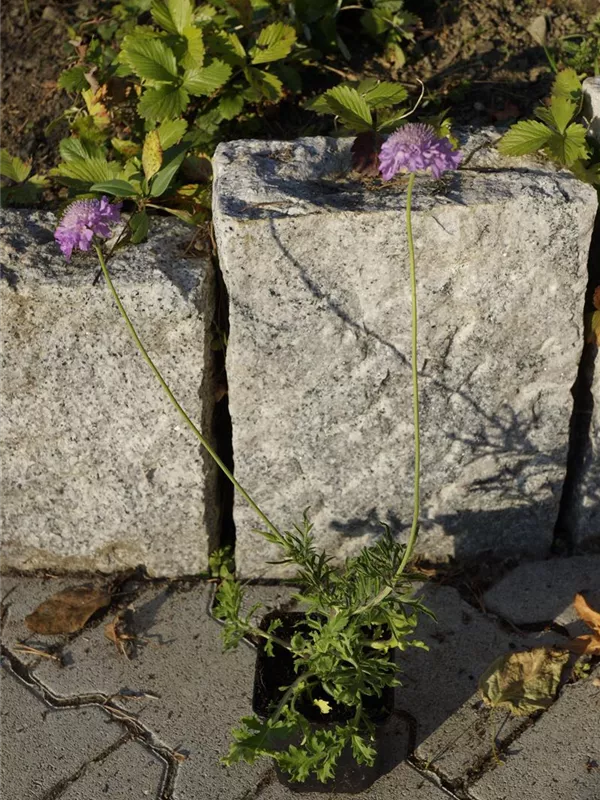 Garten-Tauben-Skabiose - Scabiosa columbaria 'Pink Mist'