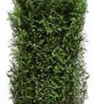 Heimische Eibe - Taxus baccata - Heckenelemente