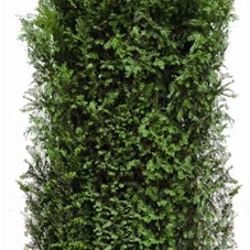 Taxus baccata - Heckenelemente, Heckenelement 200-