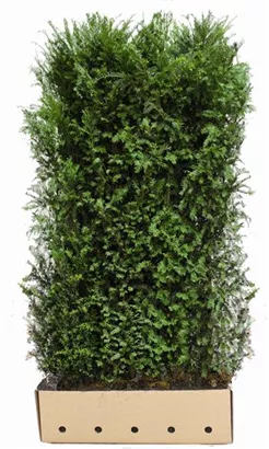 Heimische Eibe - Taxus baccata - Heckenelemente