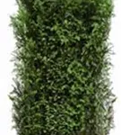 Heimische Eibe - Taxus baccata - Heckenelemente