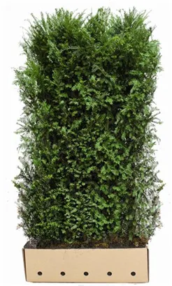 Heimische Eibe - Taxus baccata - Heckenelemente