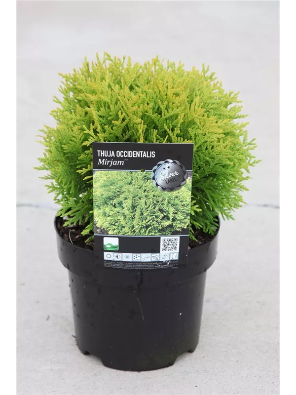 Abendl.Lebensbaum 'Mirjam' - Thuja occidentalis 'Mirjam'