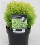 Abendl.Lebensbaum 'Mirjam' - Thuja occidentalis 'Mirjam'