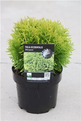 Abendl.Lebensbaum 'Mirjam' - Thuja occidentalis 'Mirjam'