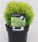 Abendl.Lebensbaum 'Mirjam' - Thuja occidentalis 'Mirjam'