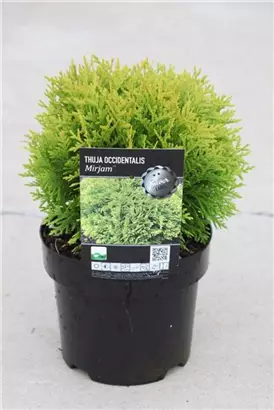 Abendl.Lebensbaum 'Mirjam' - Thuja occidentalis 'Mirjam'